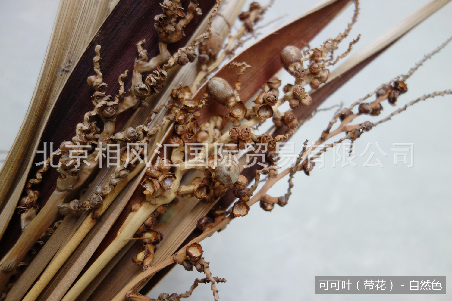 【可可叶(带花)】进口干花干果干枝搭配装饰拍照道具天然植物-阿里巴巴