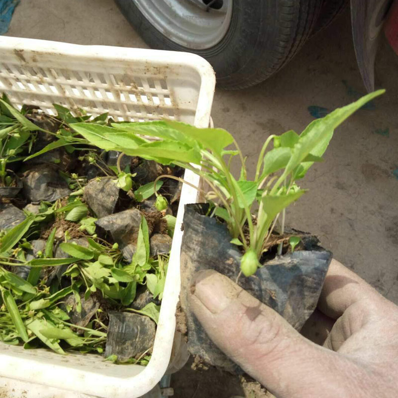 基地直销杯苗紫花地丁 冬季耐寒草花批发 紫花地丁供应商