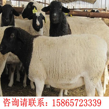 纯种杜泊绵羊小羊羔，杜泊绵羊小羊白头杜波羊多少钱一只波尔山羊