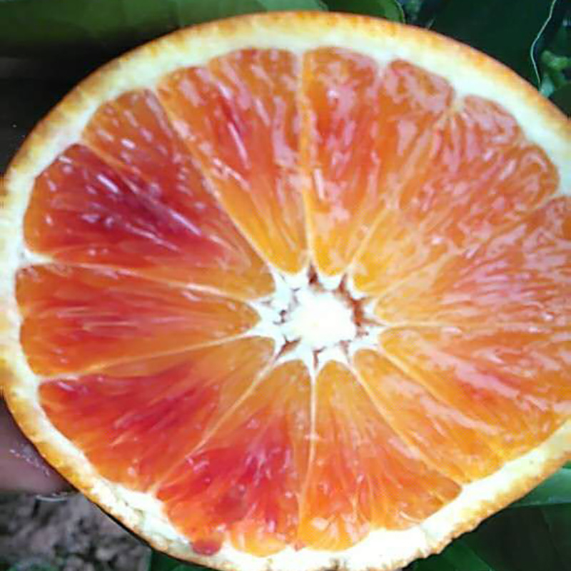 血橙塔罗科血橙5斤8斤水果红心橙子红肉橙非冰糖橙皇帝柑