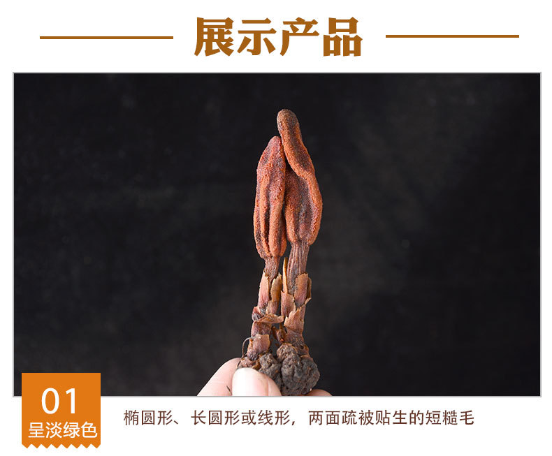 Hui Chun Cao (Boschniakia rossica) — Dried Whole Food Herb for Wine Infusion & Decoction quality and texture