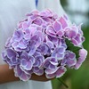 19.8 yuan 2 endless summer fairy flower embroidered ball flower seedlings potted flower viewing flowers and plants indoor flowers bloom in four seasons