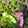 Cartoon cute wind-up toy, caterpillar, Birthday gift