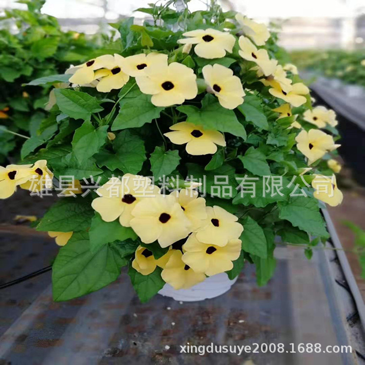 微信图片_20190727154214