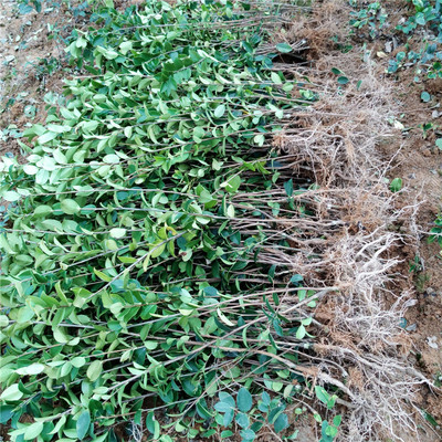 油茶苗圃直销 嫁接长林系油茶苗 三年生油茶苗 白花油茶苗批发