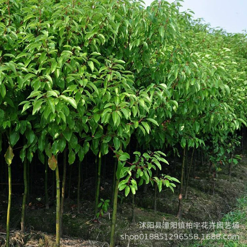 Озеленение Рассада Окленд Рассада камфорного дерева Двор Озеленение Рассада камфорного дерева Пергола Камфорное дерево Рассада камфорного дерева Рассада комаров Отпугивание рассады деревьев