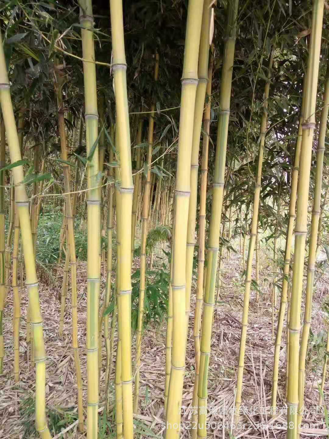庭院绿化青淡竹 适应酸性土至中性土早园竹苗 修长刚竹子苗盆栽-阿里巴巴
