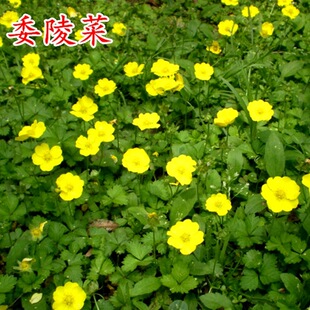 ί��˷N�Ӱ��^�� ���ݷN��ͥԺ���������^�ر�ֲ���ͺ����