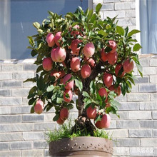 基地直销嫁接矮化盆景苹果树 室内外盆栽红富士苹果树量大优惠