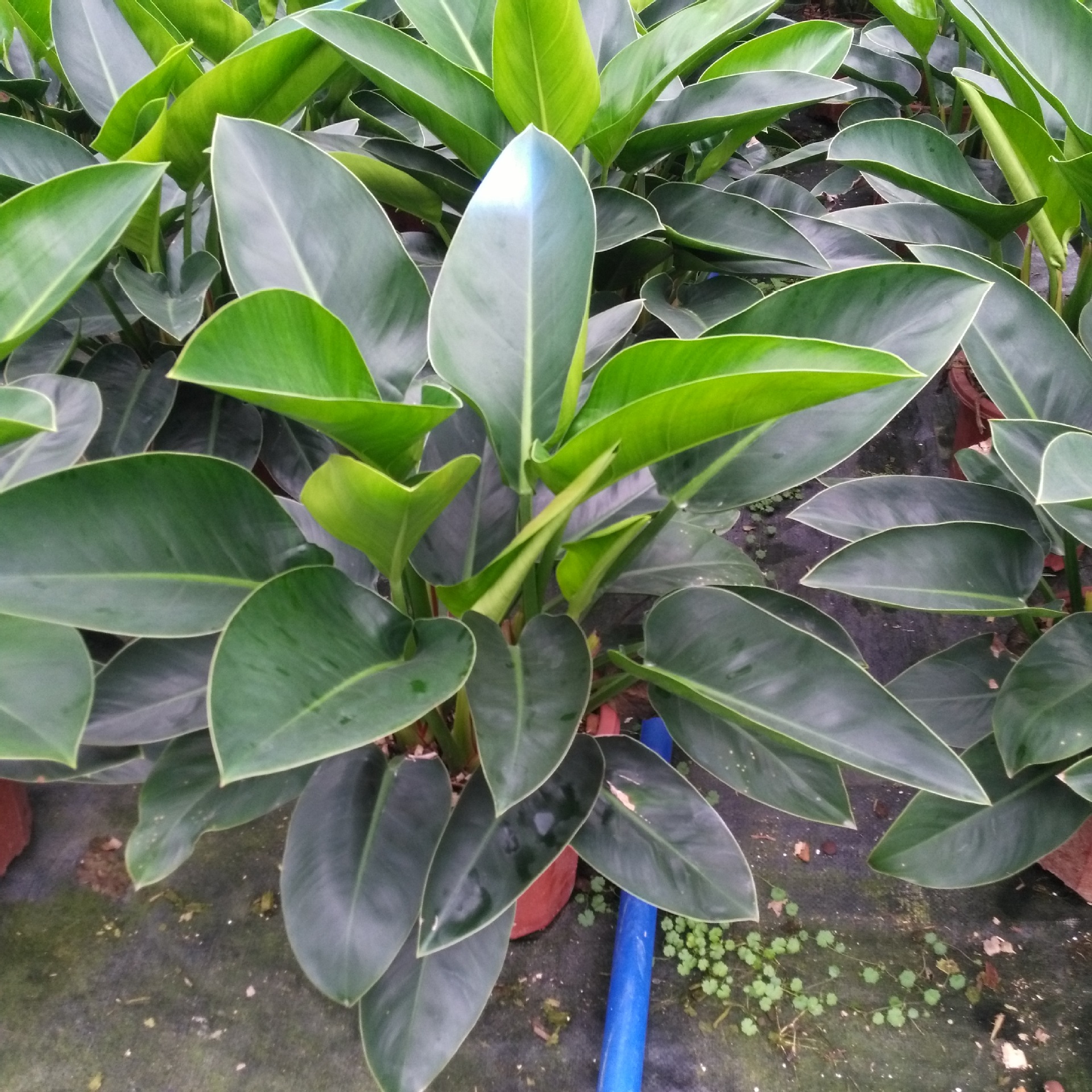 The source base supply a large amount of garden ornamental flower…