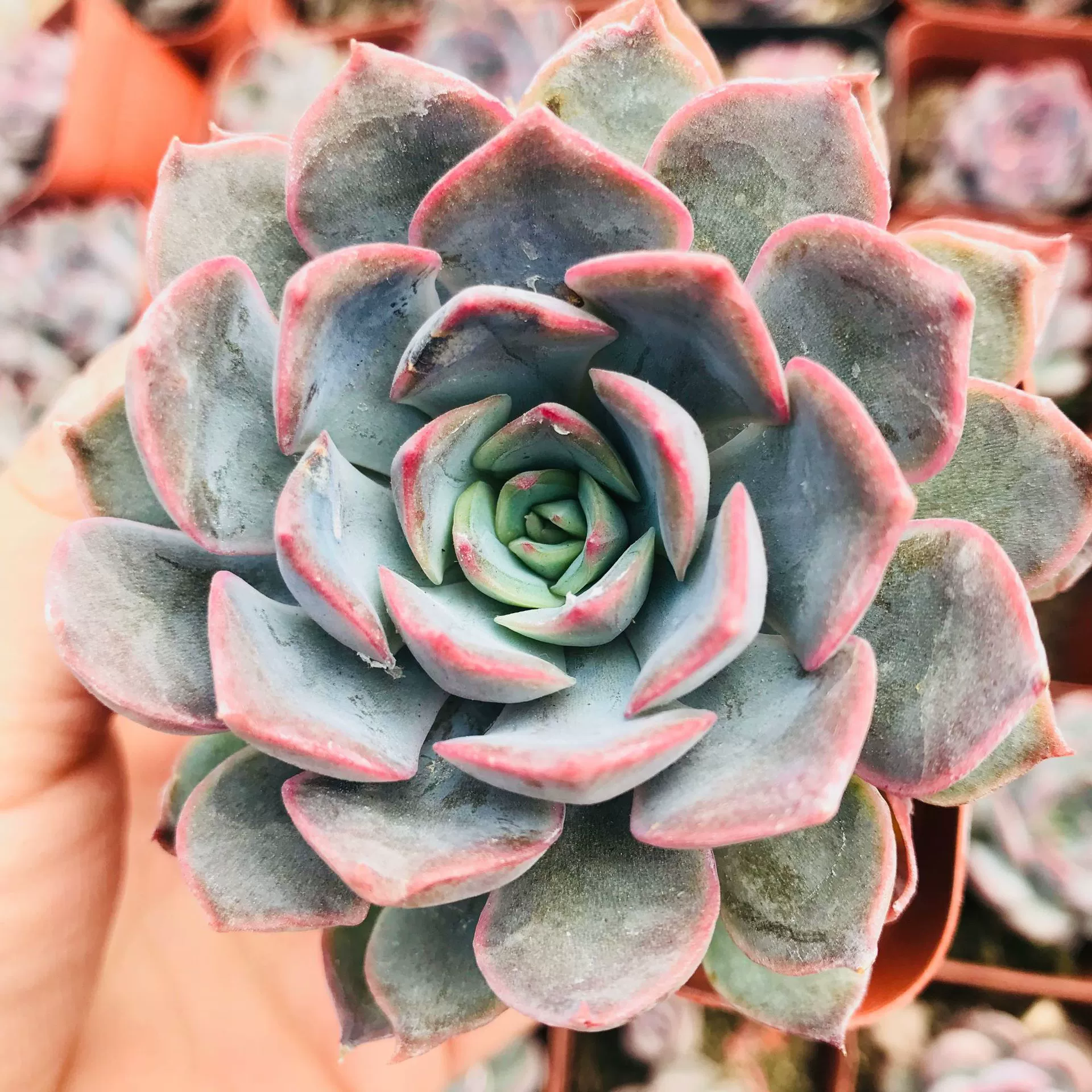 Тепличные продажи суккулентных одиночных темных льдов комнатные зеленые растения цветы оптом суккулентная тарелка с темным льдом Очаровательные зеленые растения