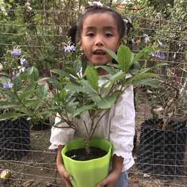 蓝蝴蝶花苗紫蝴蝶花姿優雅乌干达桢桐成苗群蝶飛舞冬天带花苞发货