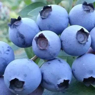 �������l���ۅ�����֦Ʒ�Nϲ���{ݮ�� ϲ���{ݮ��r���{ݮ��Ʒ�N