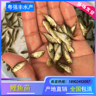 Straight seedling field living thing Carp fish pond breed Xiangyun Carp Of large number wholesale
