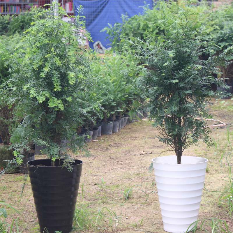 gm6WifKnzdTvlDvTUnfbc9FwhXnlT/XTn3vE