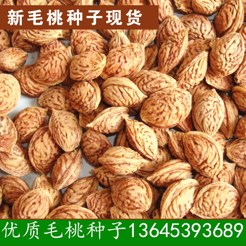 Семена Фруктовых Деревьев Оптом Семена Персика Семена Прививка Сливы Семена Подвоя Семена Персика