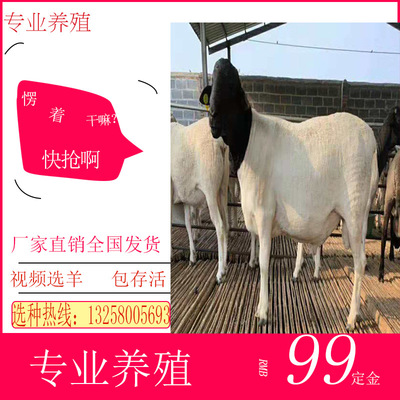杜泊綿羊活體小羊羔懷孕純種杜泊羊小尾寒羊養殖小羊仔活體純種羊