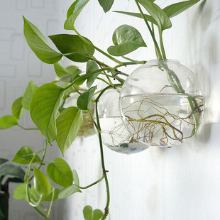 Factory direct supply creative glass vase transparent living room simple modern wall hanging rich bamboo green dill hydroponic small vase