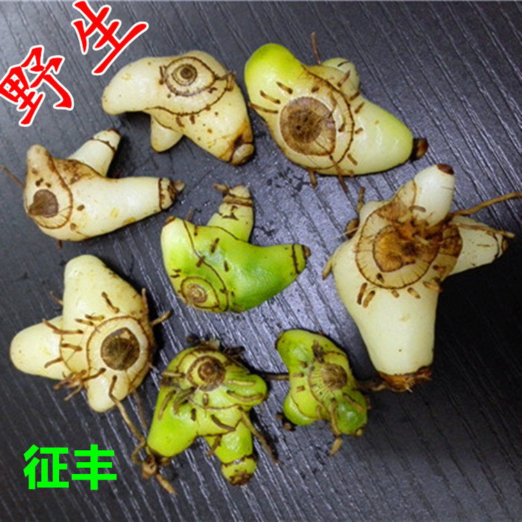 鲜白芨 三叉紫花 大白及 叉叉 白芨 中药材苗 白芨苗 可种植