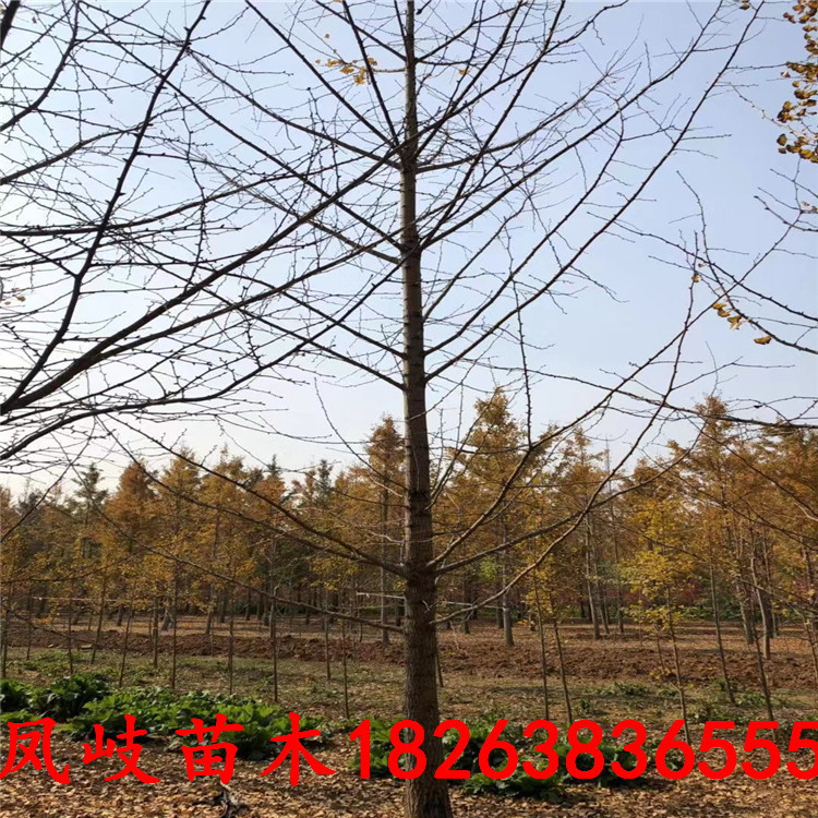 树的冠幅怎么计算,冠幅怎么测量最简单,绿化树木冠幅怎么测量_大山谷图库