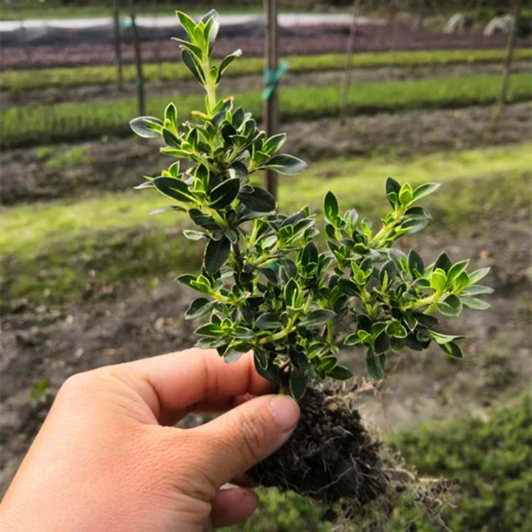 База для продажи Пномпень Июнь Снег Кустарники Дорога озеленение Работы Дерево Сад Стиль Вечнозеленый Кустарник