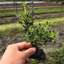 基地出售金边六月雪灌木道路绿化工程用树花园庭院造型常绿灌木