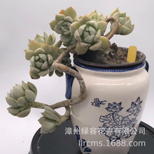 白牡丹多肉 白牡丹多肉品牌 图片 价格 白牡丹多肉批发 阿里巴巴 白牡丹多肉 白牡丹多肉品牌 图片 价格 白牡丹多肉批发 阿里巴巴