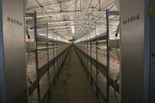 厂家货 肉鸭养殖设备 全自动肉鸭笼养设备 笼养蛋鸭成套设备