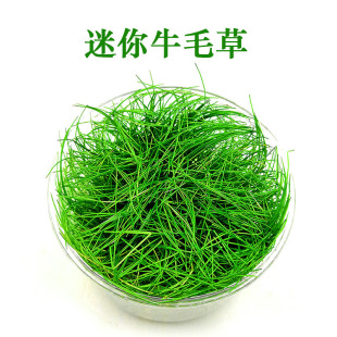 ţë�ݻ��wˮ������ţë���~�ײݸ�ǰ���쾰ˮ���b�ֲ�����l���]