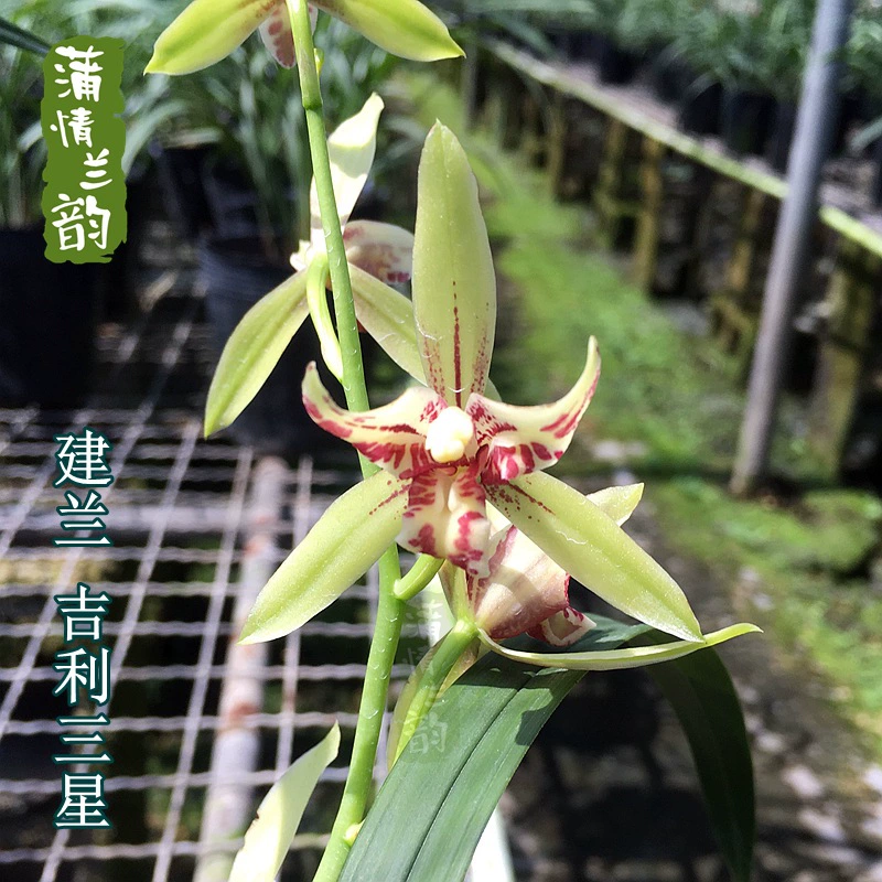Рассада орхидеи без бутона Четыре сезона Jianlan Орхидея Трава Geely Samsung Комнатное растение в горшке Зеленое растение Цветы Цветочное растение