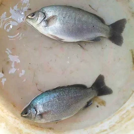 水产种苗;充填机械