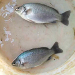 澳洲宝石斑鱼苗 宝石鲈鱼苗 佳帝鱼养殖水产种苗厂家批发淡水