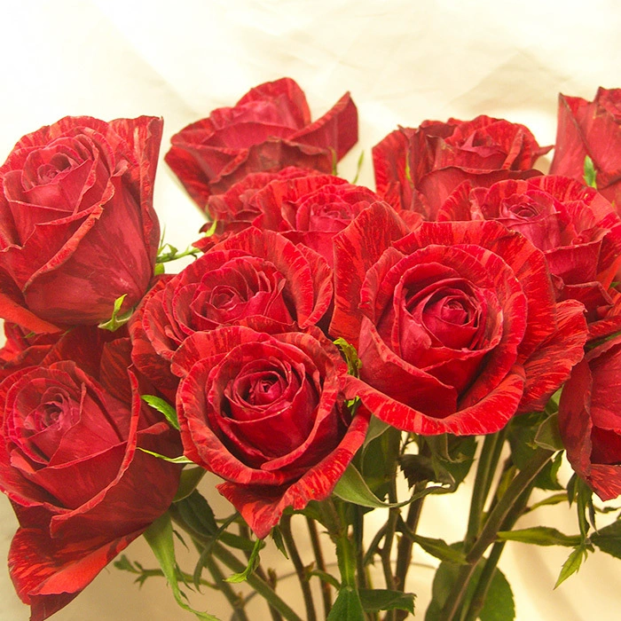 Темно-Красный Полосатый куст Большой цветок Роза Рассада Красные интуитивные четыре сезона Обычные цветы Срезанные цветы Китайские розы Комнатные цветы