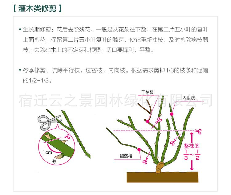 爬藤月季详细37.png