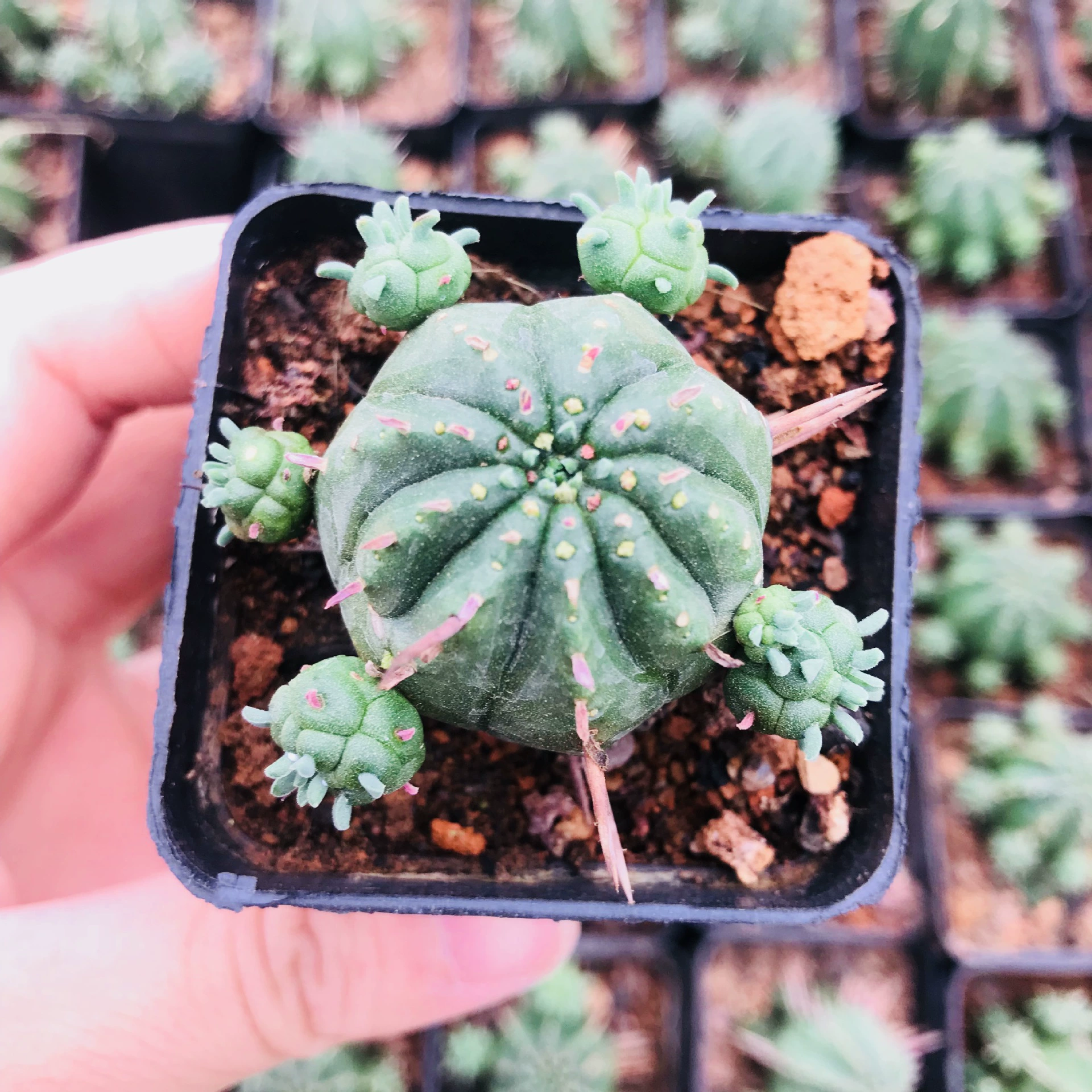 Сочный кактус Fire Kirin Крытый офис поглощает формальдегид мясистое зеленое растение красного цвета павильон и Fire Kirin