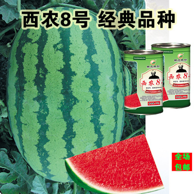西瓜種子西農8號八號耐旱紅肉瓜果楊淩100克每罐西瓜籽品種