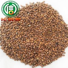 Freshly Harvested Radish Seeds (1kg Bulk) Directly Supplied from Origin, Liu Fu Zi, Qin Xin Yuan Traditional Chinese Medicine Wholesale