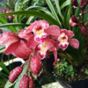 undefined7 Ruby orchid Cymbidium aroma Orchid seedlings New Safflower Clean air indoor orchidundefined