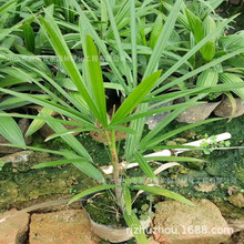 常绿细叶棕竹即可作小盆栽亦可作地被 基地批发多种绿植营养杯苗