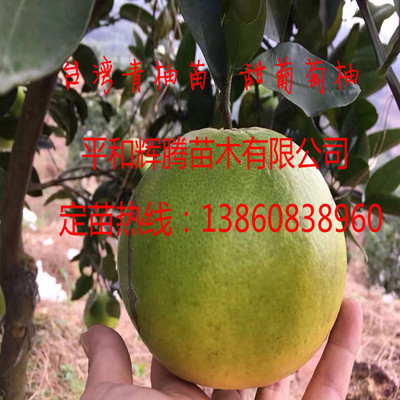 Taiwan Grapefruit Seedlings Sweet grapefruit seedlings Sweetness Water foot Fried juice