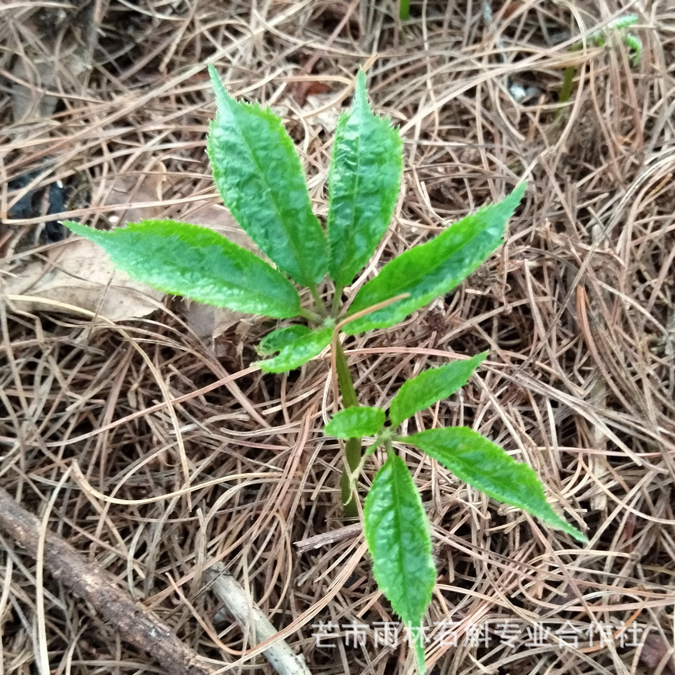 云南三七种苗 田七苗 带根三七 2年生文山三七 块茎大品质好-阿里巴巴