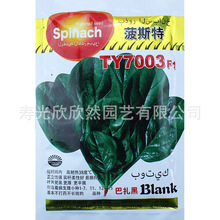菠斯特巴扎黑菠菜種子 四季肉菠菜種籽耐熱抗病性強葉大肥厚蔬菜