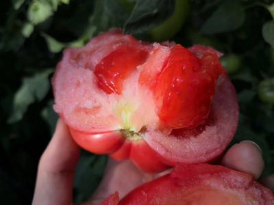 普罗旺斯西红柿 烟台西红柿 大番茄 酸甜，沙瓤番茄一件等于一斤|ru