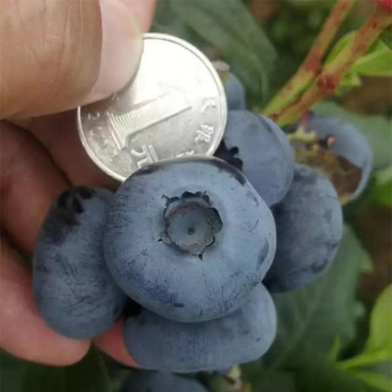 基地出售批发蓝莓苗 雾都蓝莓苗 兔眼蓝莓苗 奥尼尔蓝莓苗等价格