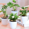 Scindapsus Hydroponics Botany Potted plant flowers and plants indoor Green plant Gardenia Deliver goods Office Potted plant Euphorbia milii