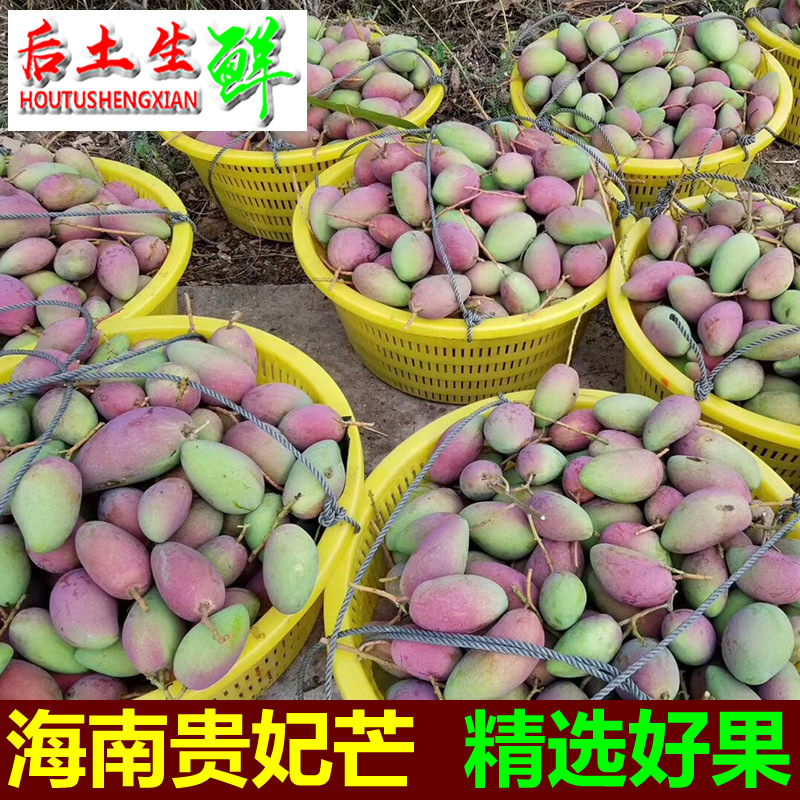 浓香多汁海南贵妃芒果5/8/9斤中大果批发包邮红金龙芒果一件代发|ms
