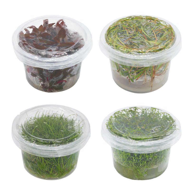 sterile Aquatic herb Cup group Aquatic herb living thing wholesale Mini Pepper grass Flower fork column sterile Flower fork column