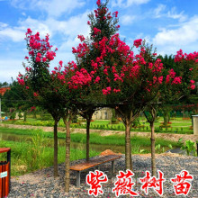 ռ����ޱ��t�����ޱ��������ռt�t����t����ޱ��ͥԺ�G����ľ