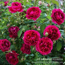 歐月藤本月季花苗爬藤薔薇庭院植物花卉拱門花墻玫瑰濃香四季開花