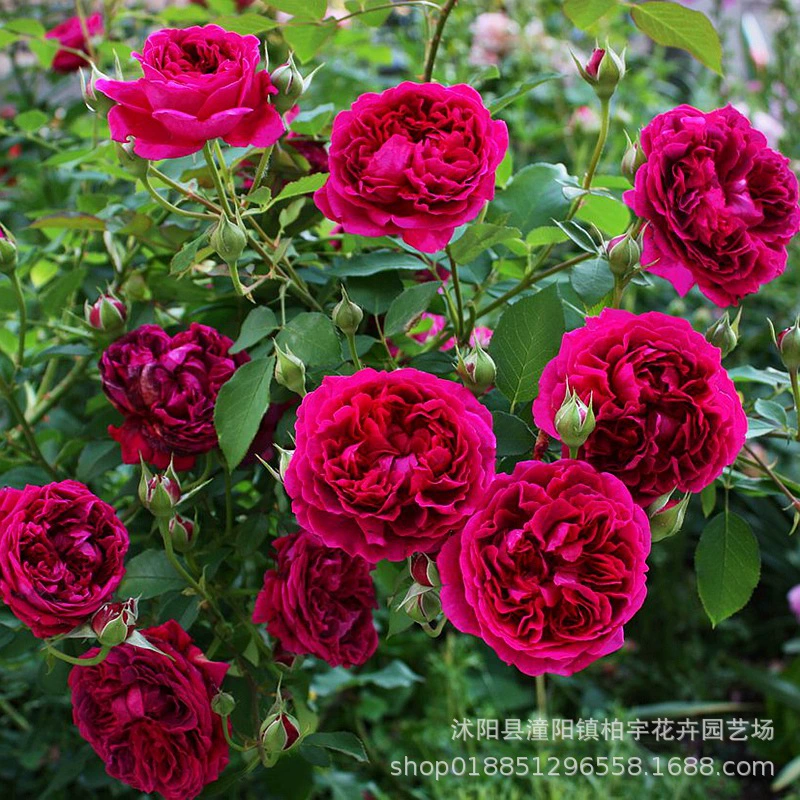 Европейская Лунная лоза Роза рассада альпинистская лоза розовое садовое растение цветок арка цветок настенная Роза ароматная четыре сезона цветение